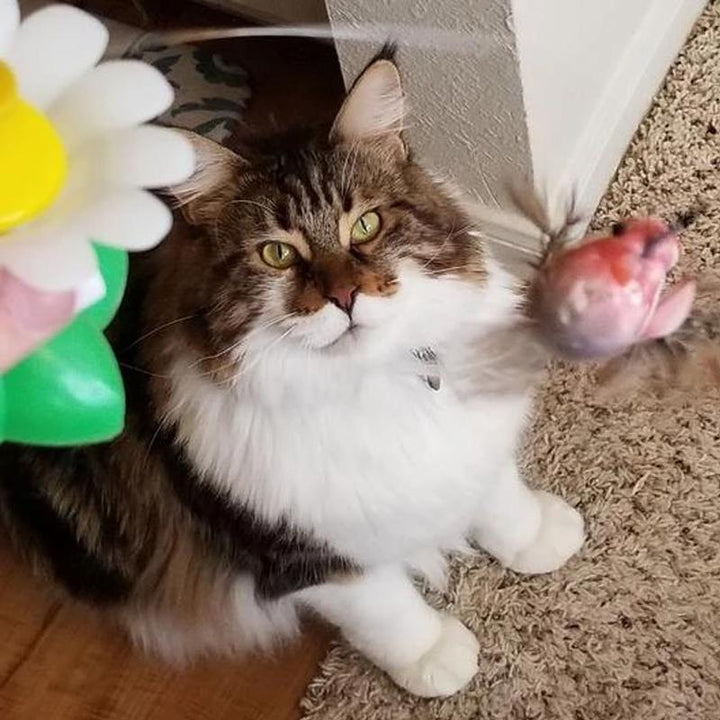 Overhead view of the motorized rotating pet toy for cats