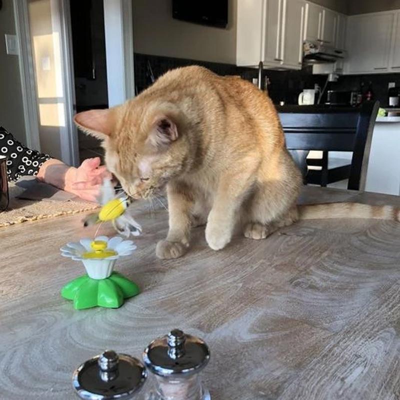 Cat playing with the electronic fluttering bird toy