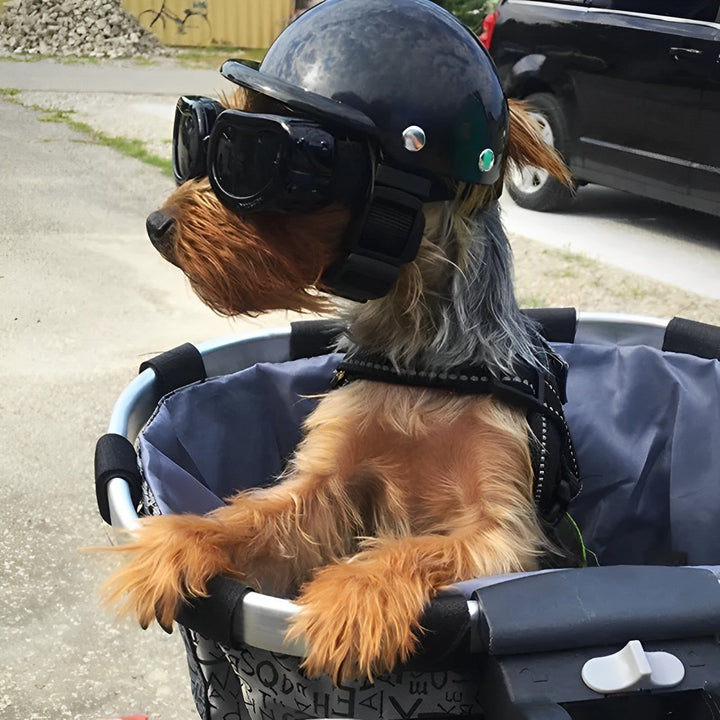 Dog helmet and protective goggles set for outdoor pet safety and cycling adventures