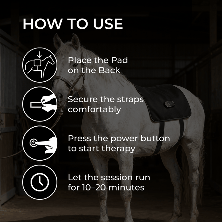 Horse wearing red light therapy blanket for back pain and wellness