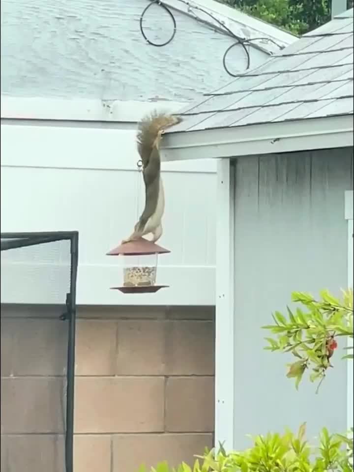 Detailed view of the cute mushroom-shaped hanging wild bird feeder