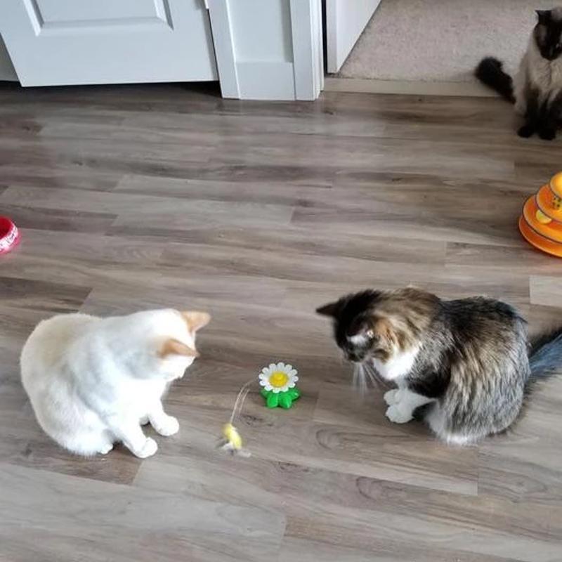 Automatic spinning bird toy designed for indoor cat exercise