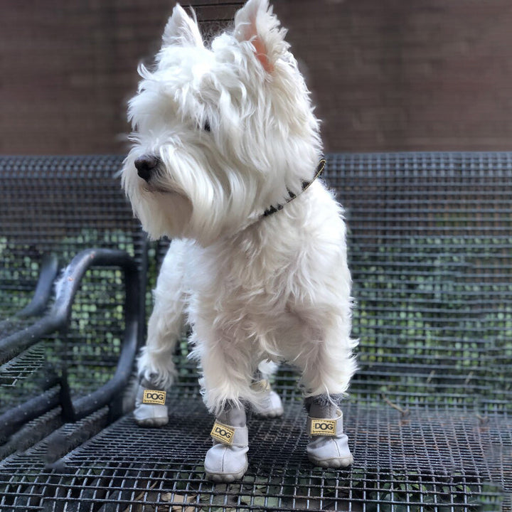 White terrier standing outdoors wearing grey dog boots