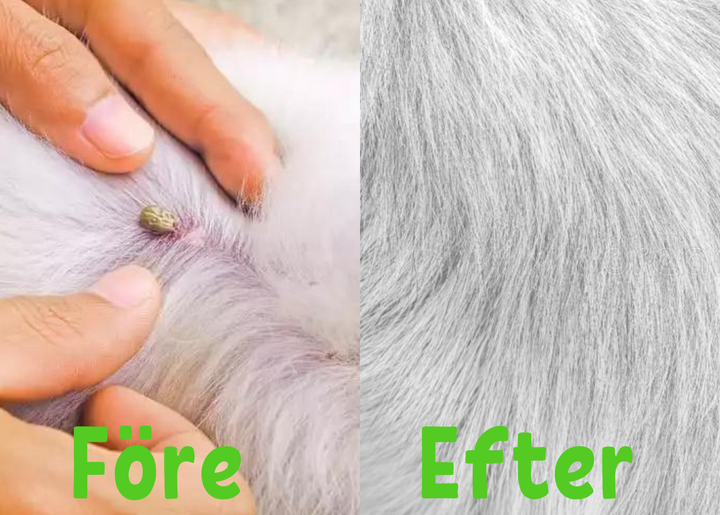 Close up of essential oil flea and tick prevention collar for dogs and cats