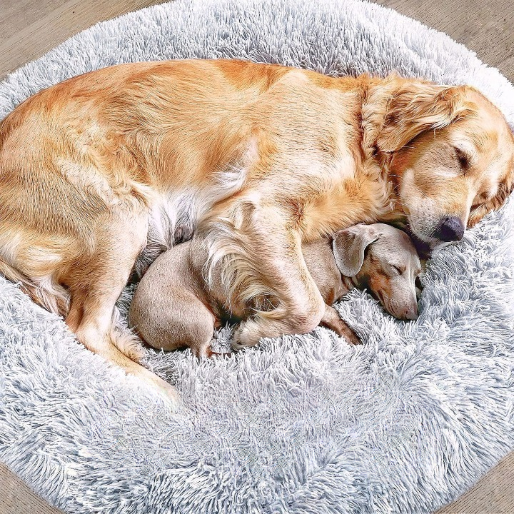 Golden retriever and small dachshund resting together inside a grey fluffy round dog bed