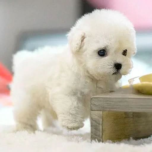 Children's interactive walking plush puppy toy making sounds
