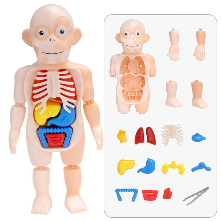 Educational human anatomy model set with removable organs and tweezers