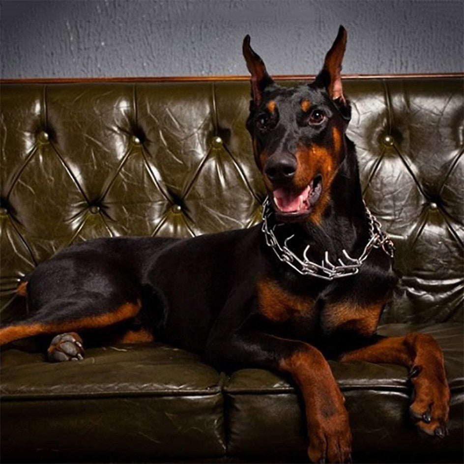 Doberman dog wearing the rubberized prong training collar indoors