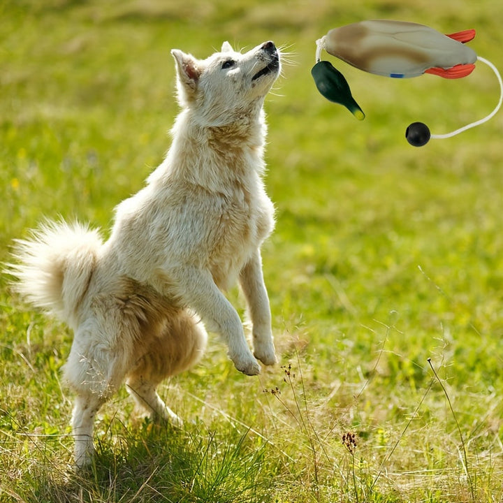 White dog jumping to catch the duck training toy outdoors