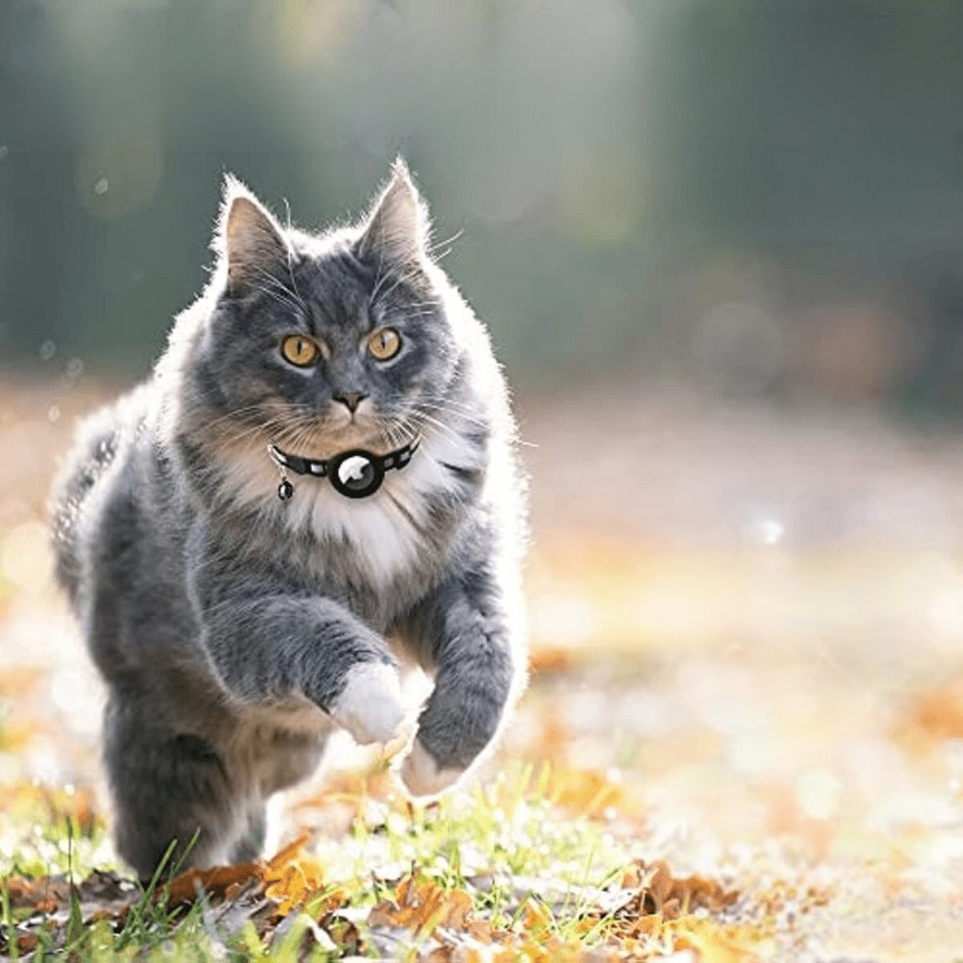 Fluffy grey cat running through autumn leaves wearing a black cat collar with GPS tracker and bell