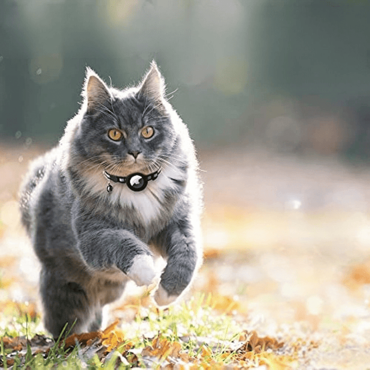 Fluffy grey cat running through autumn leaves wearing a black cat collar with GPS tracker and bell
