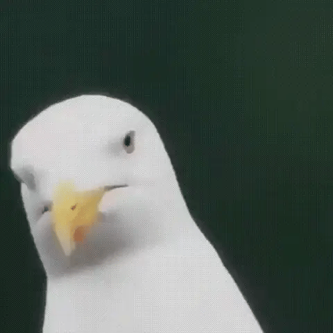 Close up view of a white seagull looking directly into the camera