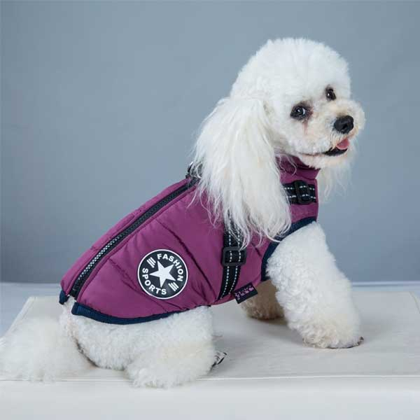 White poodle wearing a purple winter dog coat with harness