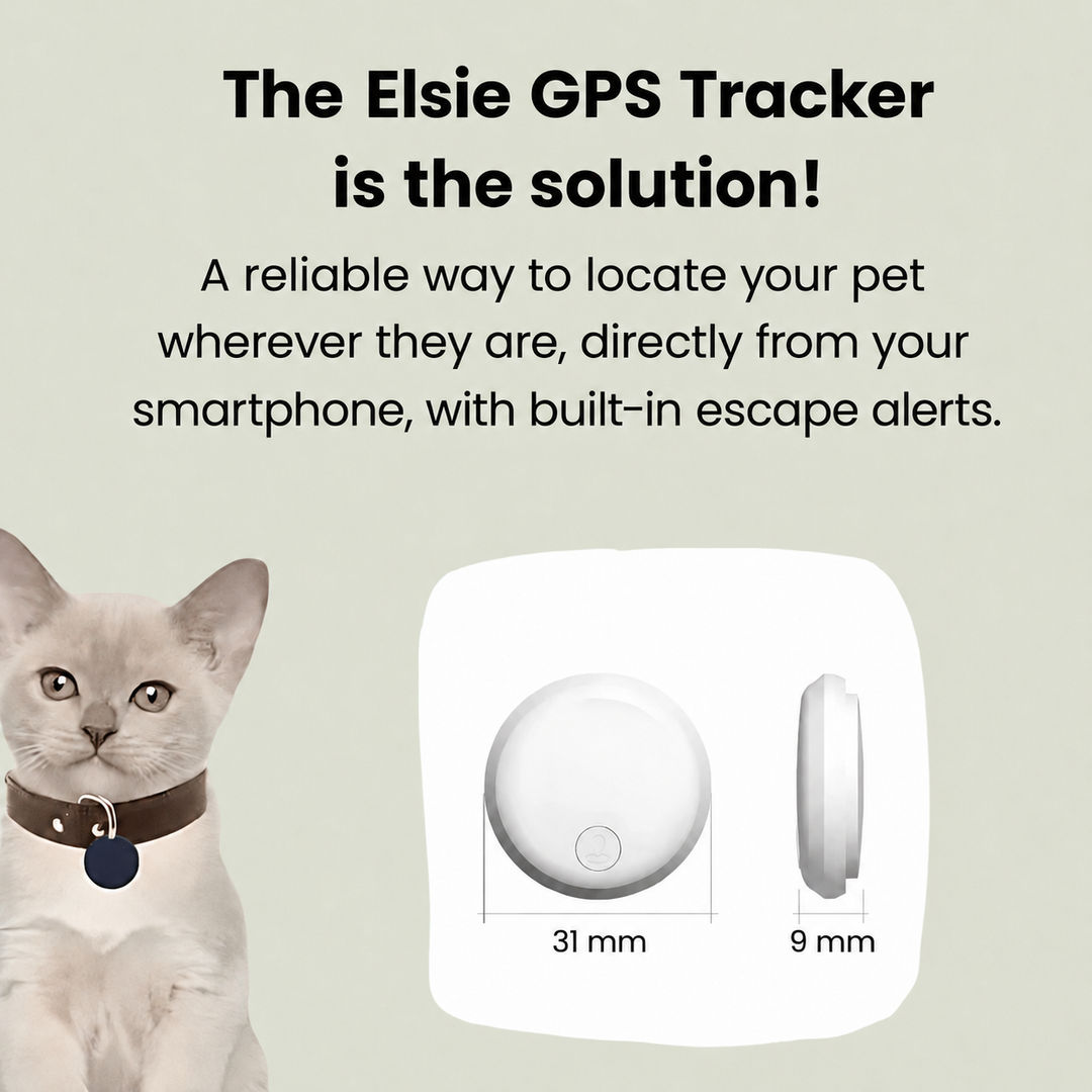 Compact cat GPS tracker showing 31 mm width and 9 mm thickness dimensions
