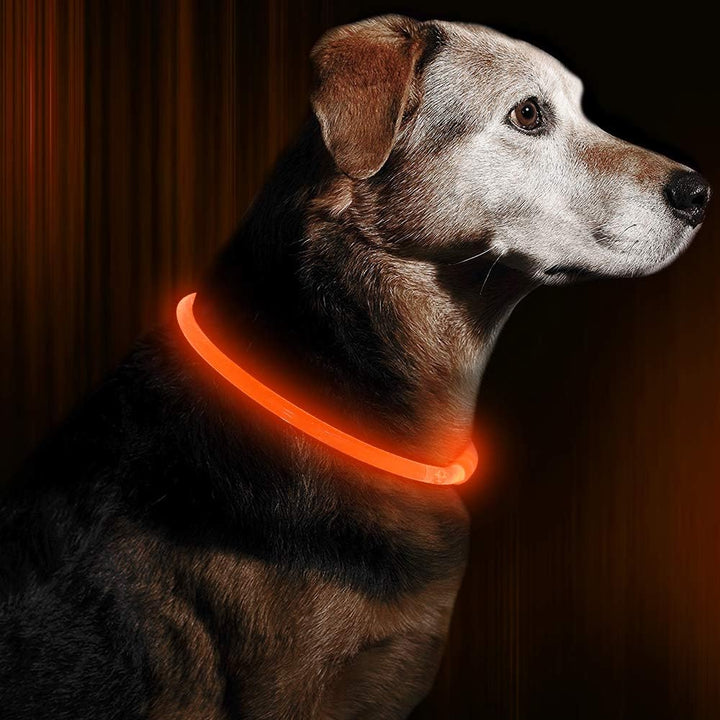 Dog wearing a bright orange glowing LED safety collar