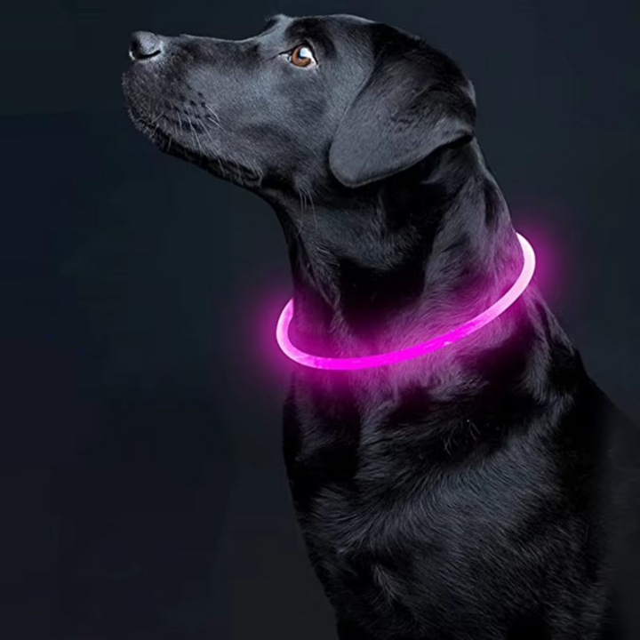 Easy-to-use glowing dog collar for evening strolls