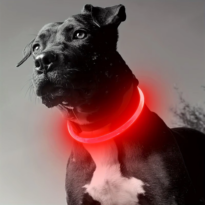 Rechargeable safety light collar for dogs in dark