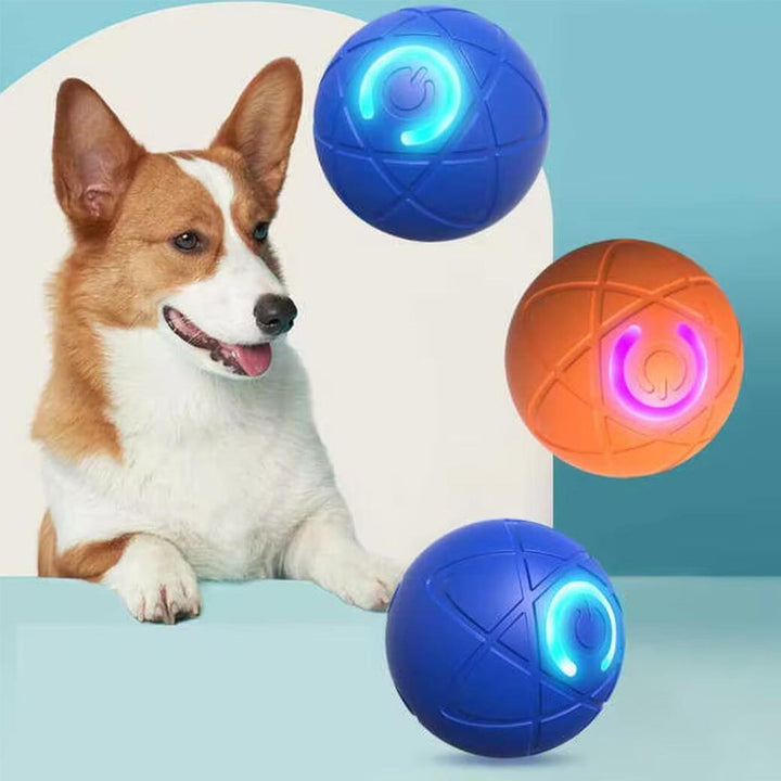 Corgi dog looking at blue and orange interactive automatic toy balls
