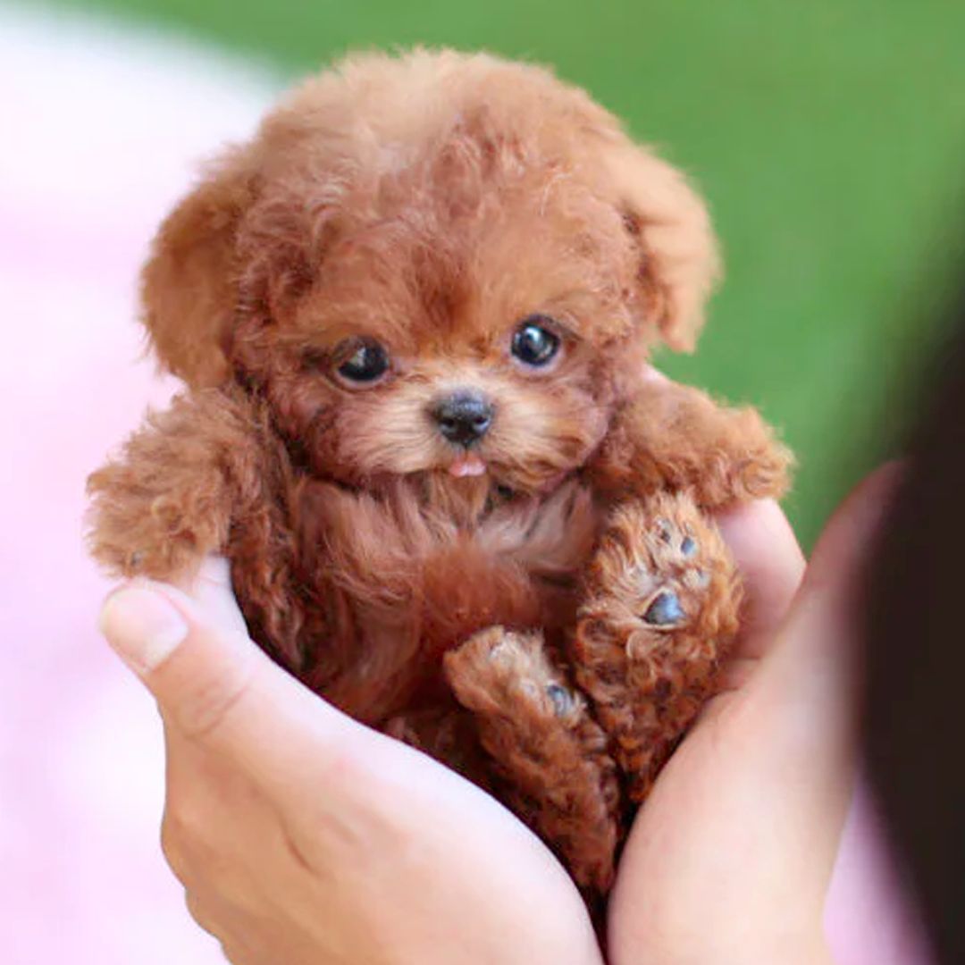 Kids interactive puppy toy with realistic movement and sound for boys and girls