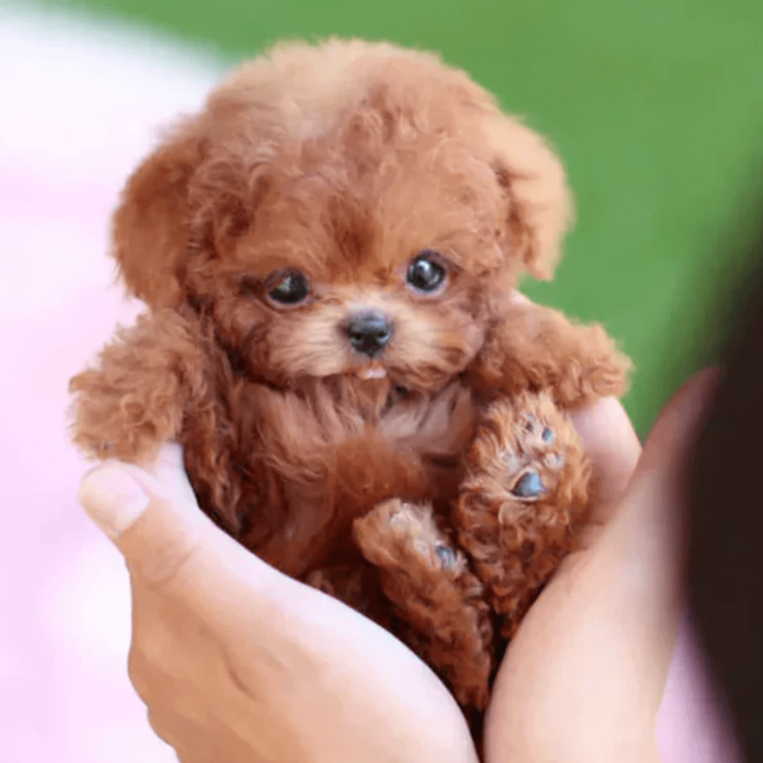 Close-up of the robotic pet electronic toy features