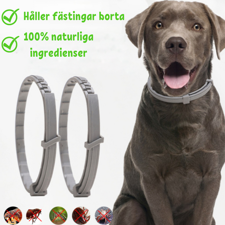 Adjustable flea and tick pet care collar displayed on a clean white background