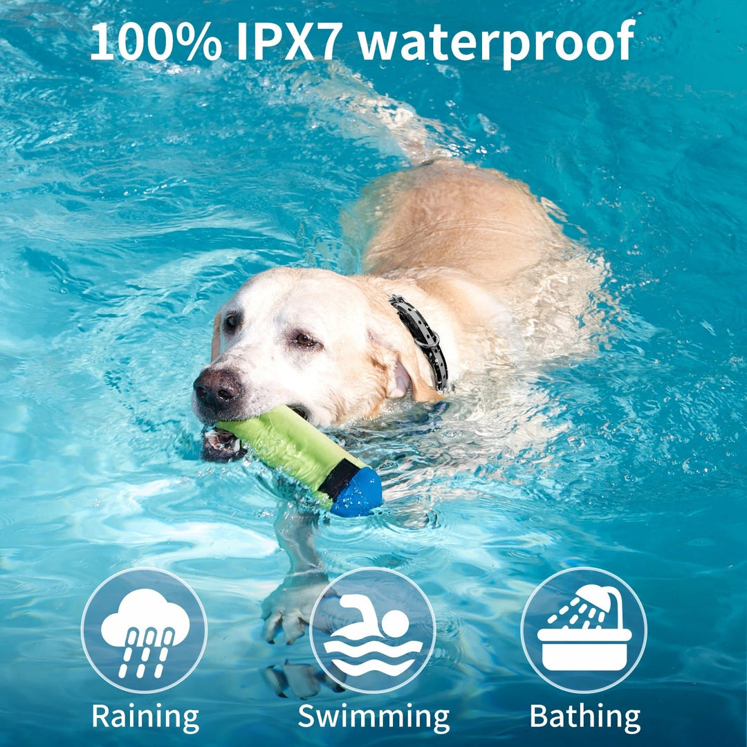 Golden retriever swimming in a pool wearing a waterproof dog training collar