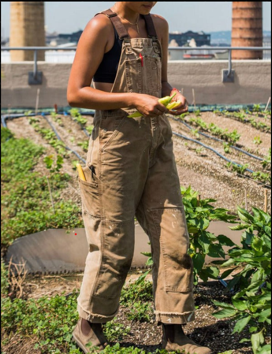 Woman wearing beige garden overalls harvesting peppers outdoors