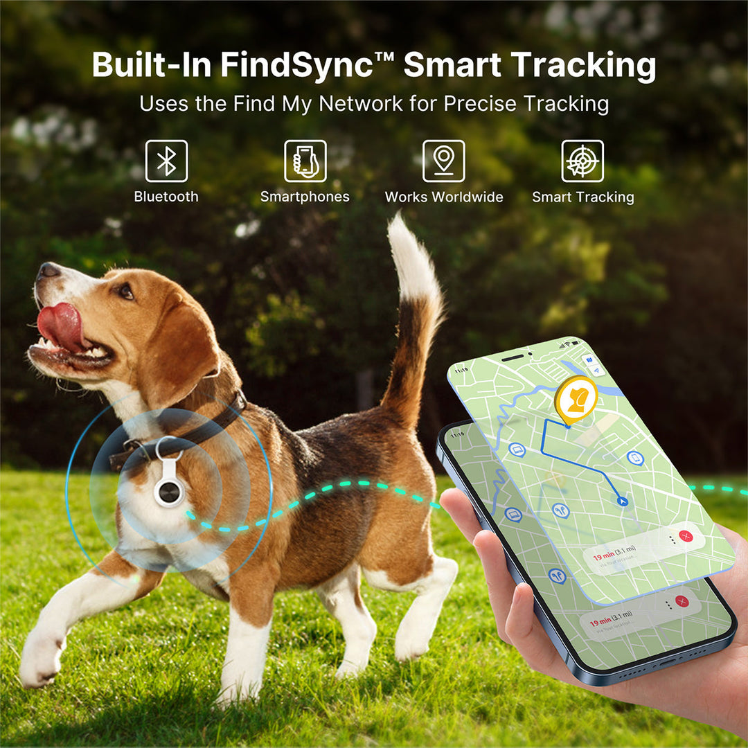Beagle wearing a smart pet GPS tracker collar outdoors with smartphone tracking map