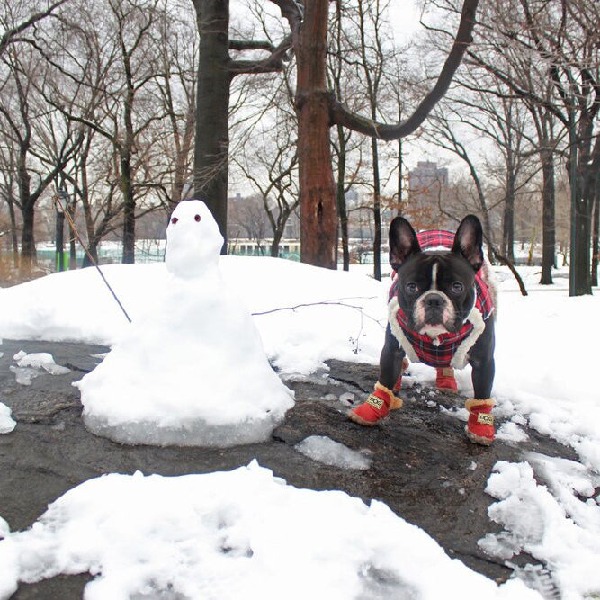 Black french bulldog standing in snow wearing red dog boots