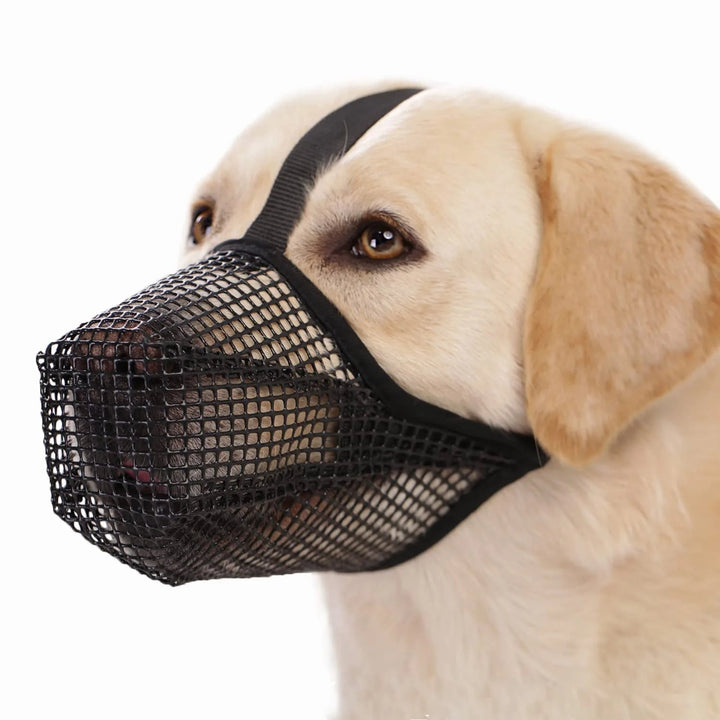 Close-up of a light-colored dog wearing a black breathable mesh muzzle