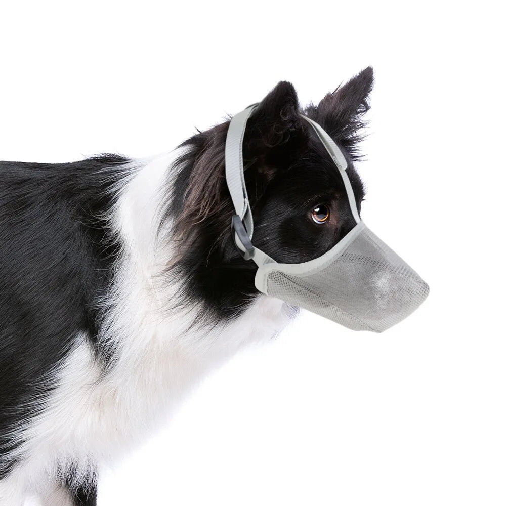 Border Collie wearing a gray breathable mesh dog muzzle on white background