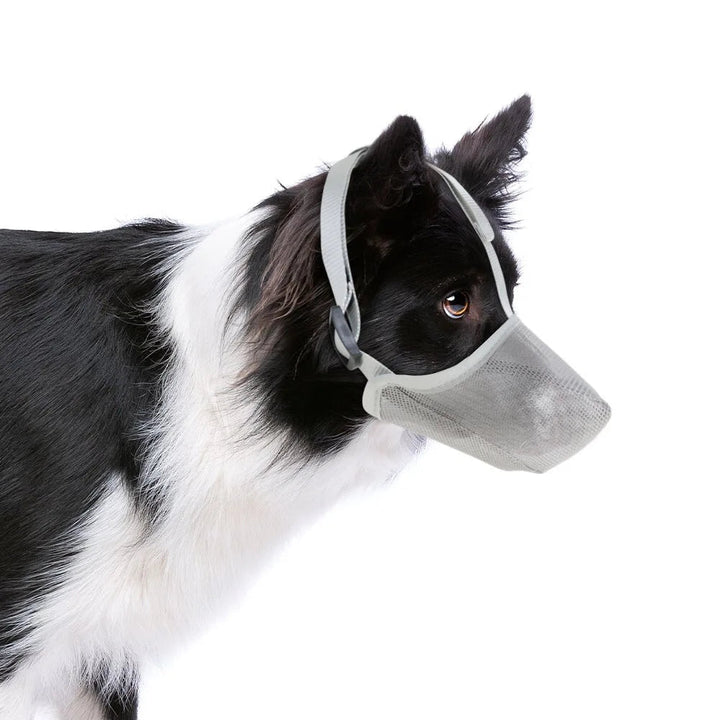 Border Collie wearing a gray breathable mesh dog muzzle on white background