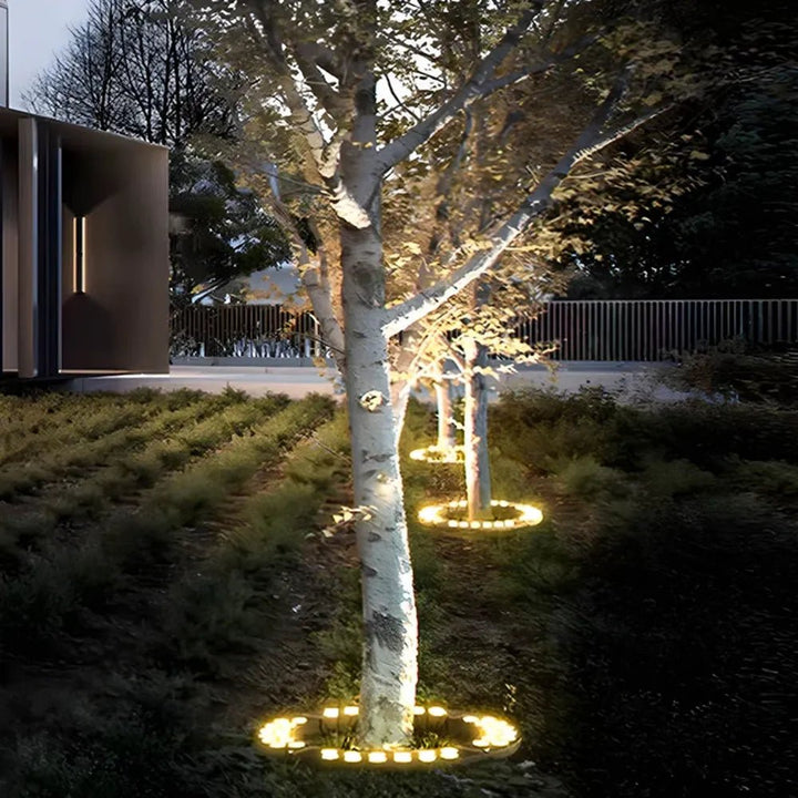 Multiple trees in a landscaped yard lit up with circular solar spotlights