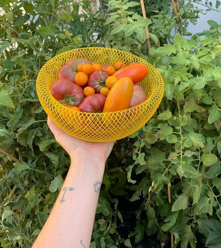 Yellow steel mesh produce basket held outdoors filled with fresh tomatoes