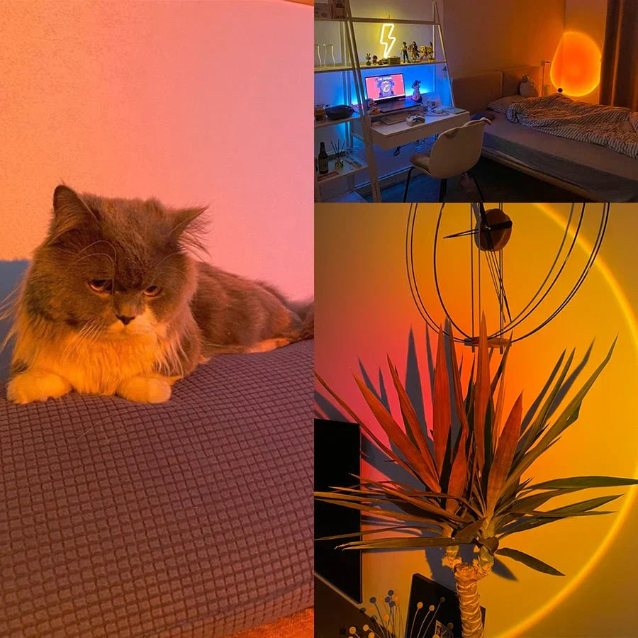 Cat resting near the warm ambient projection of the sunset lamp