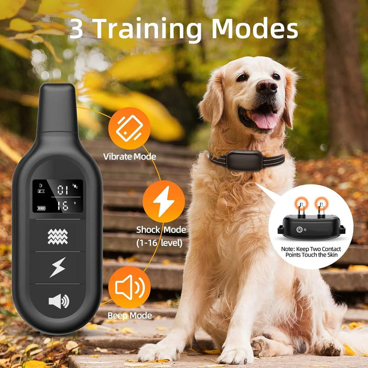 Golden retriever wearing the training e-collar demonstrating the three training modes